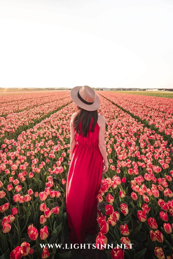 amsterdam-holland-netherlands-tulip-field-lisse-keukenhof-rotterdam-noordwijk-watt-sylt-ruegen-island-wellness-sun-foto-video-fpv-creator-travel-blog