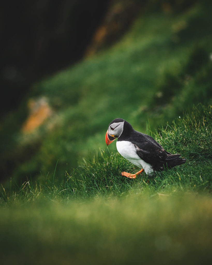 puffins-faroe-island-scotland-iceland