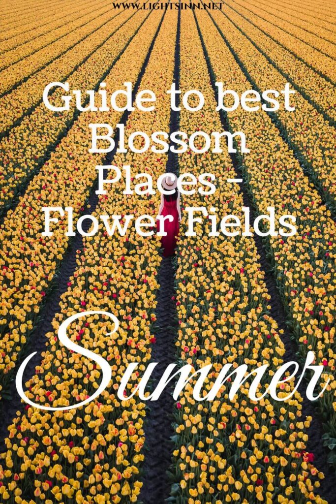 summer-travel-blossom-away-flower-field-blumen-blue-blog-provence-sunflower