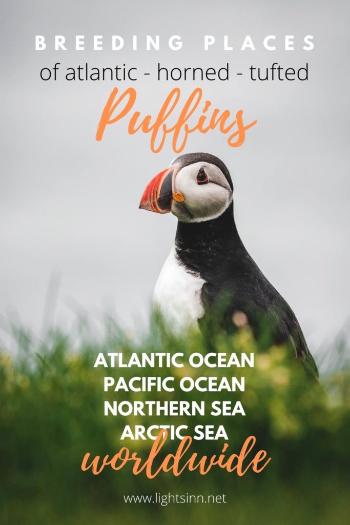 Puffins-atlantic-horned-tufted-puffins-worldwide